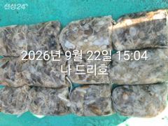 22일, 군산쭈꾸미,날마다 잘 나오고 있어요~망탱이 굿조황~~군산낚시프라자 나드리호