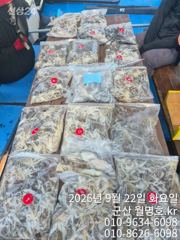 22일, 군산쭈꾸미,잘 나오고 있어요~오전반 굿~~군산낚시프라자 월명호