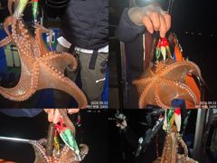 [진해] 22일 피딩오듯 쓸어담아 잡고온 굵직한 제수용 야간~돌문어 …