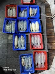 무늬팁런...굵어진 사이즈들....