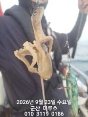 9월 23일 쭈꾸미 마루호 실시간 조항~☆