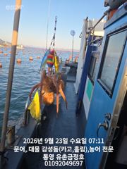 통영 금정호 아침부터 문어들 반응 좋습니다 내일오후 자리있습니다
