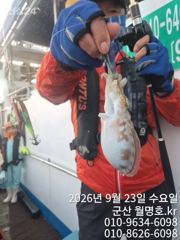 23일, 군산쭈꾸미,갑이랑 함께~날마다 잘 나오고 있어요~오전반 실시간~~군산낚시프라자 월명호