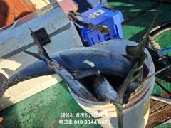 23)대삼치 폭발 타작중입니다