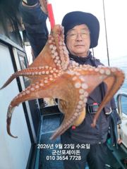23일,군산 문어~싸이즈 좋은 문어 오늘도 굿굿 ~실시간~군산낚시프라자 포세이돈호 사진