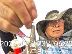 23일, 군산쭈꾸미,오늘도 잘 나오고 있어요~싸이즈 굿~실시간~~군산낚시프라자 나드리호 사진