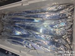 [진해] 와우~23일새벽,내만칼치 끝없는피딩 쿨러넘쳐넘쳐 대박~일,월,화…