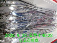 오늘도내일도 갈치낚시 출항확정입니다 바다로갑시다 추석음식으로 갈치한상올려볼까요-^^