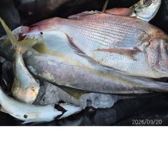 [부산] 대부시리~~전갱이~~참돔조황