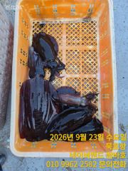 묵호항 무늬오징어 낚시
