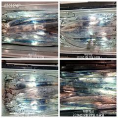 내만갈치 23일새벽 3지 3.5지 엄청잡았습니다 예약가능