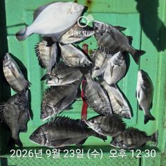 [거제] 백호피싱 감성돔흘림 4짜3짜3짜3짜등 마릿수조황