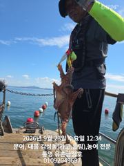 통영 금정호 오전문어 묵직한조황입니다 내일 오후 자리여유있습니다