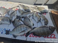 [부산] 부산 가덕 마스터호 감시조황