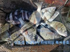 [부산] 감성돔 마리수와 빅사이즈 메가리...