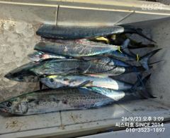 씨스타호 경주 삼치 잘 나와요