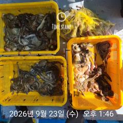 암초 포인트 문어 씨알 사진