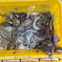 [사천] 암초 포인트 문어 씨알 사진