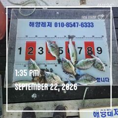 해양레저 흘림 감성돔 돌문어 갑돌이 조황