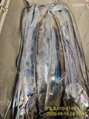 [진해] 먼바다 갈치 텐빈 내일 목요일 정상출항 자리여유!!