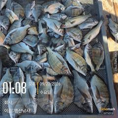 병산 감성돔39외 마리수 선상배 및 선외기 흘림조황~~