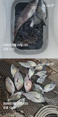 [거제] 거제 ( 어구 일성호 ) 감성돔 참돔 ! 전마선 조황…
