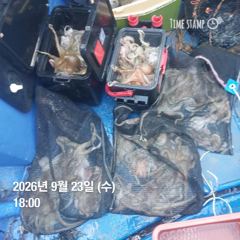 포항 종방) 제2대일호 9월 23일 문어조황