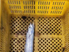 실시간 퍽 퍽 잘나옵니당