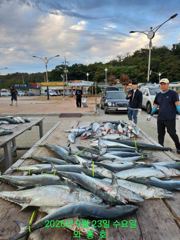 9월23일 대삼치 중삼치 쏟아집니다 ^^(25일 27일 여유석많아요)