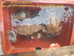 주꾸미 갑오징어 조황 입니다