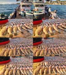 ♥붉바리들 이정도는 잡아봐야지요 대박 붉바리조황입니다 [2026년09월23일] ◎ 해마루호가 뜨는이유? 조황때문이죠 ◎ 핵심포인트: 바로진입.. 바로히트.. ◎ 차원이 다른 조황으로 모십니다 ▣ 요즘 붉바리낚시가 대세입니다