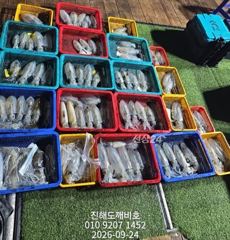 팁런무늬오징어 9월23일 수요일 출조 조황입니다.