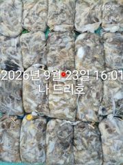 23일, 군산쭈꾸미,갑오징어도 함게~오늘도 굿조황~~군산낚시프라자 나드리호