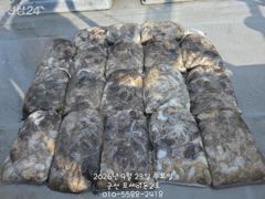 23일 쭈꾸미 망탱이 조황~~~~굿~~~