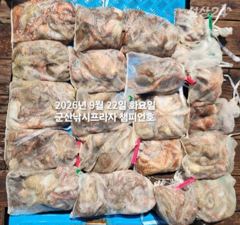 22일,군산 챔피언호 현재 문어가 연일 좋네요! 씨알도 커지고 있습니다