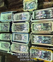 23일,내만갈치,호조황,100수이상,엄청나게 나옵니다.매일출항(토,일,월~예약가능)