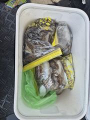 [뉴행진호] 26년 9월 23일 쭈갑 조황