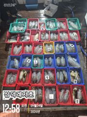 [팁런]k,k,무시급들로,마리수 "굿"(목,금,토일,출항)