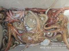 "돌문어"1100g외 3자릿수~개인15수14수13수11수등 계속 ~ 전원 손맛~^^