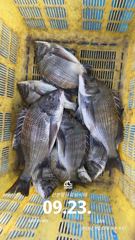 [사천] 삼천포 산분령 유료낚시터 9/23 조황입니다!! 사진