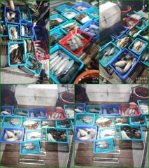 [경주] 23일 kg급 무늬오징어. 배 먹물그림 화려한 산수화는 저리가라…
