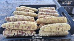 군산 프로호 9월22일 주꾸미 조황입니다