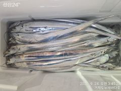 뉴새바다호 홍도 남쪽 갈치 쿨러조황입니다
