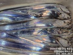 [진해] 준내만텐빈갈치~돼지대치들 반갑다 씨알 마릿수 둘다 좋다~27일부…