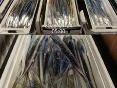 16석.먼바다왕갈치(외줄)풍성한 쿨러조황!오늘자리여유