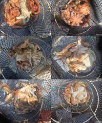 돌문어주,야간바글바글23수20수외마릿수손맛짱!!!