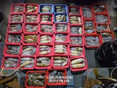 1   [통영] 무늬오징어(초초대박) 장원 33수 30수 25수 깔렸네요~고고써… 1