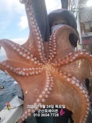 24일,군산 문어~싸이즈 좋은 문어~오늘도 스타트~실시간~~군산낚시프라자 포세이돈호