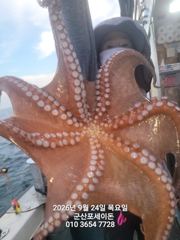 24일,군산 문어~싸이즈 좋은 문어~오늘도 스타트~실시간~~군산낚시프라자 포세이돈호