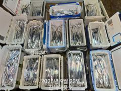 [진해] 씨알 큰 내만갈치 마릿수 굿~~ 일요일부터 예약가능.